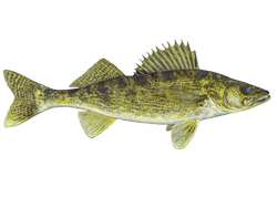 walleye